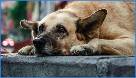 IMSKIRBY Dog: The Ultimate Companion for Families and Pet Lovers